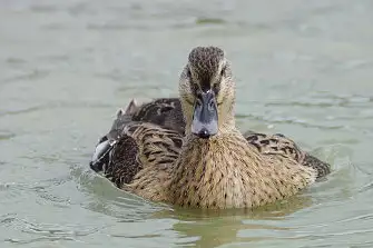 CAPRI-80ED/野鳥写真。