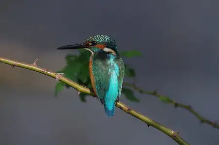 CAPRI-80ED/野鳥カワセミ写真。