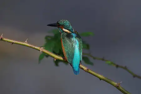 CAPRI-80ED/野鳥カワセミ写真。