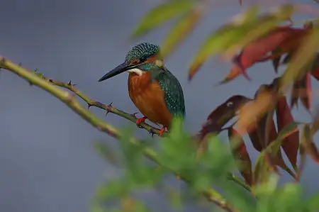 CAPRI-80ED/野鳥カワセミ写真。
