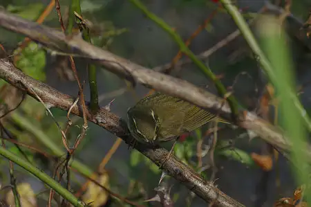 CAPRI-80ED/野鳥モズ写真。