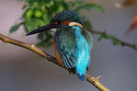 CAPRI-80ED/野鳥モズ写真。