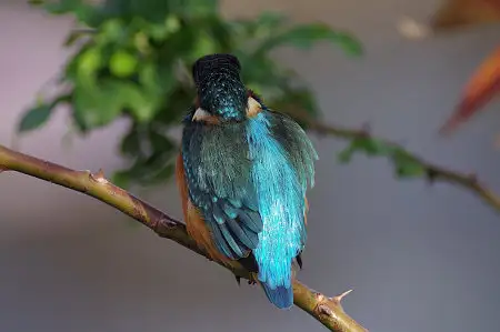 CAPRI-80ED/野鳥モズ写真。