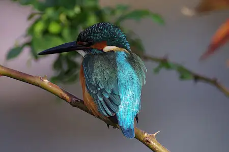 CAPRI-80ED/野鳥カワセミ写真。