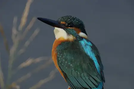 CAPRI-80ED/野鳥カワセミ写真。