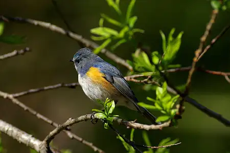 CAPRI-80ED/野鳥アオジ写真。