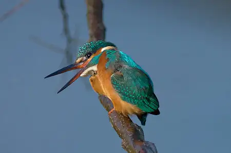 CAPRI-80ED/野鳥アオジ写真。