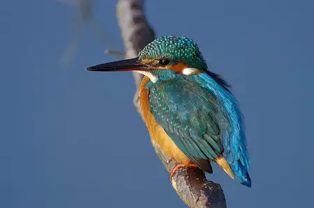 CAPRI-80ED/野鳥カワセミ写真。