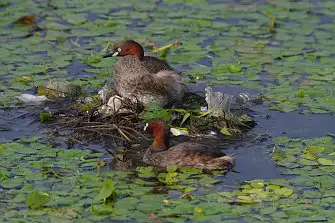 CAPRI-80ED/野鳥写真