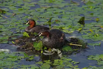 CAPRI-80ED/野鳥写真