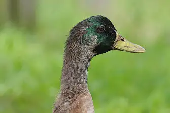 CAPRI-80ED/野鳥写真