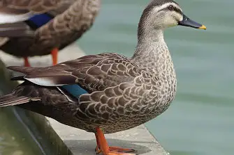 CAPRI-80ED/野鳥写真