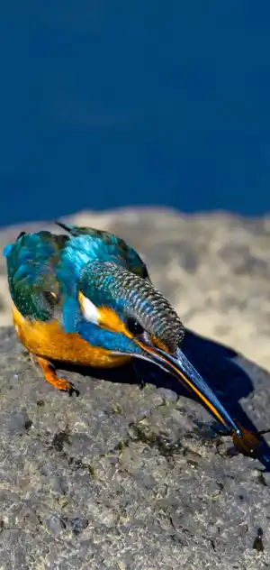 野鳥のスマホ待ち受け画像と壁紙 ボーグ Borg 販売 バーダーショップ フジノ