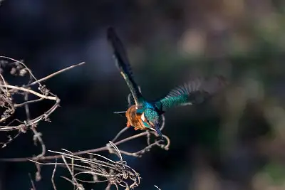 BORG71FLで撮影した野鳥・カワセミのトビモノの写真画像
