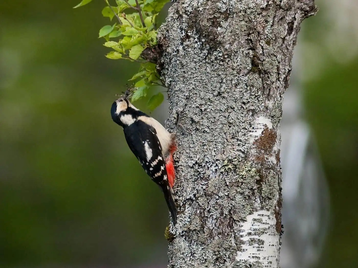 野鳥・新緑の乗鞍高原で撮影したアカゲラの写真画像