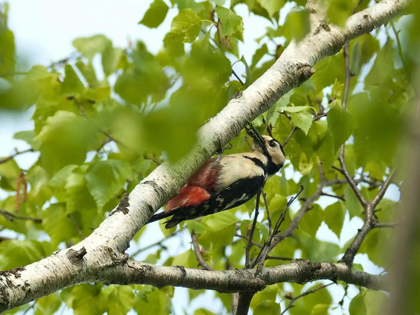 野鳥・新緑の乗鞍高原で撮影したアカゲラの写真画像