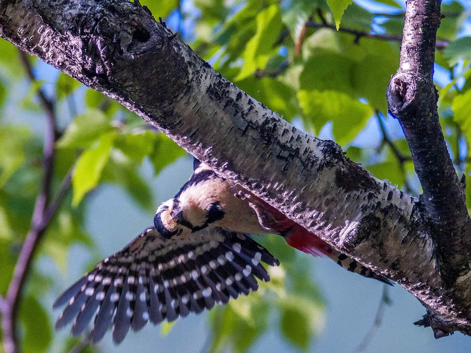 野鳥・新緑の乗鞍高原で撮影したアカゲラの写真画像
