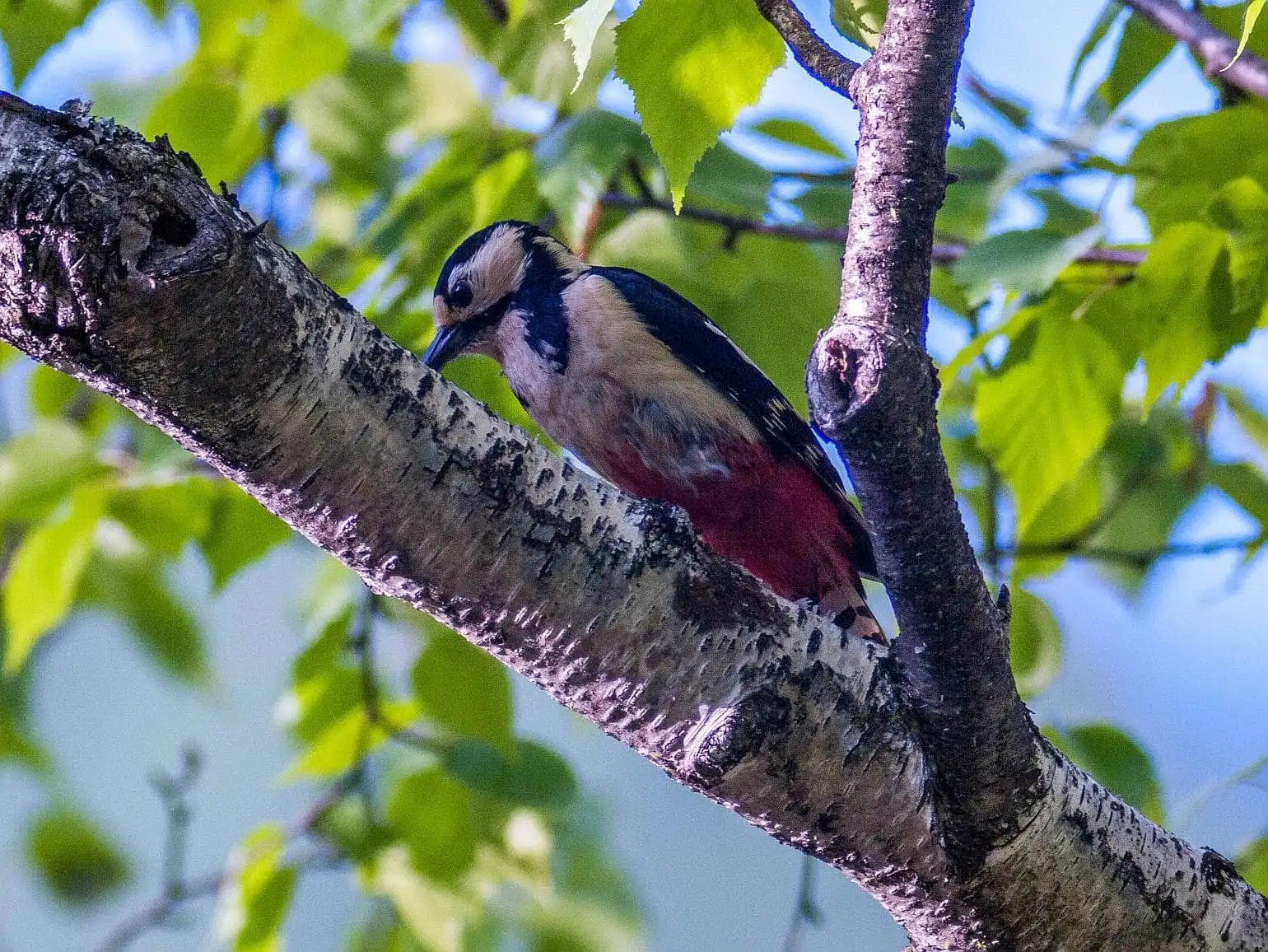 野鳥・新緑の乗鞍高原で撮影したアカゲラの写真画像