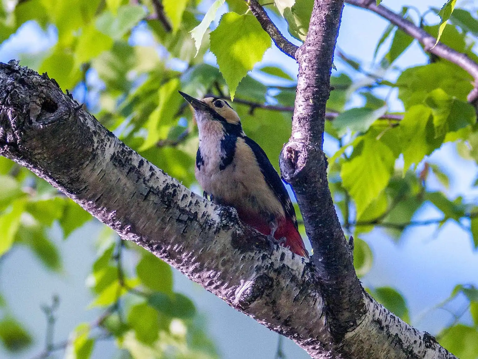 野鳥・新緑の乗鞍高原で撮影したアカゲラの写真画像