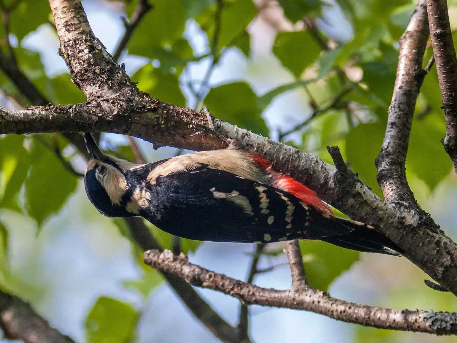 野鳥・新緑の乗鞍高原で撮影したアカゲラの写真画像