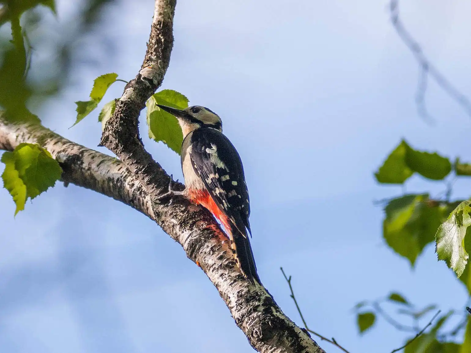 野鳥・新緑の乗鞍高原で撮影したアカゲラの写真画像