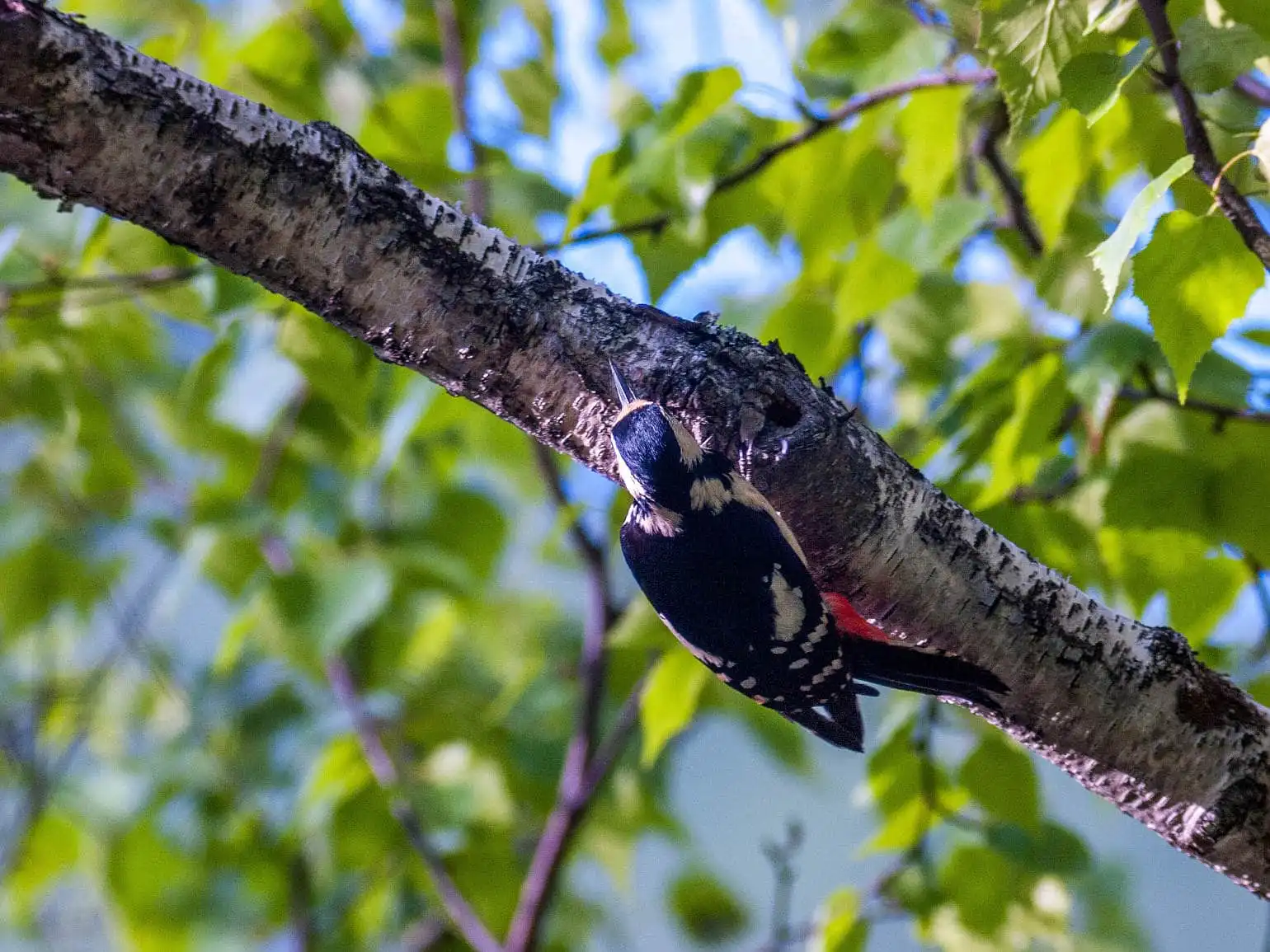 野鳥・新緑の乗鞍高原で撮影したアカゲラの写真画像
