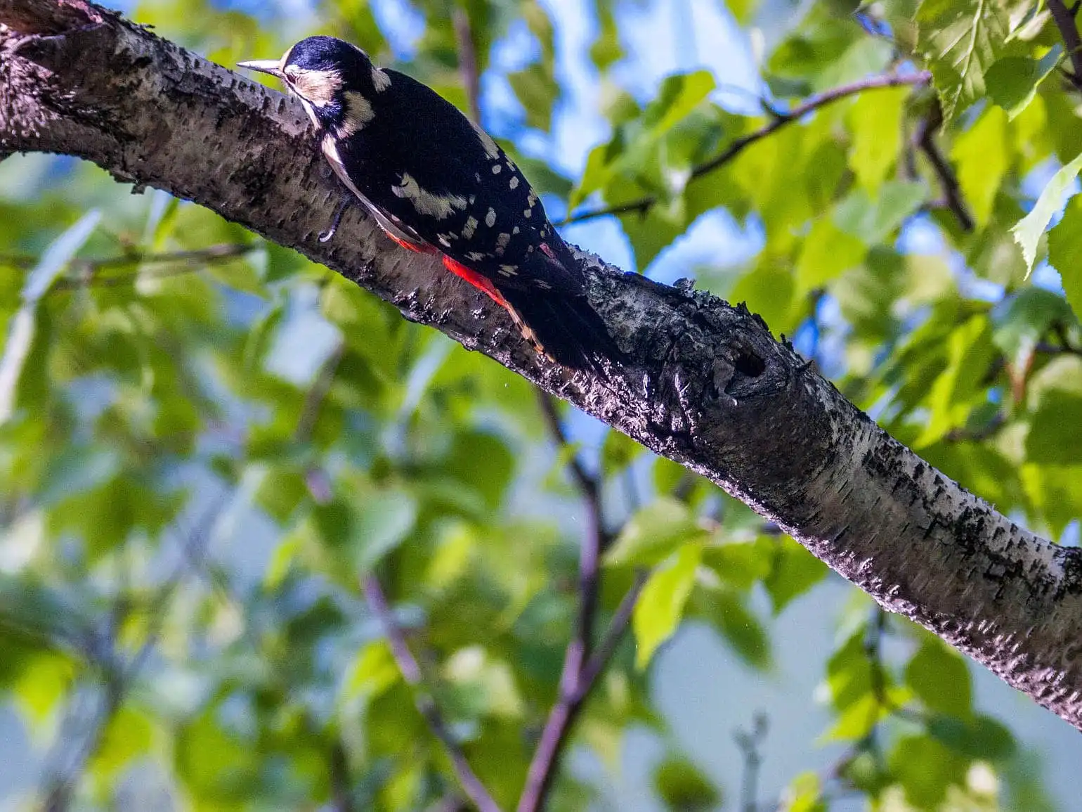 野鳥・新緑の乗鞍高原で撮影したアカゲラの写真画像