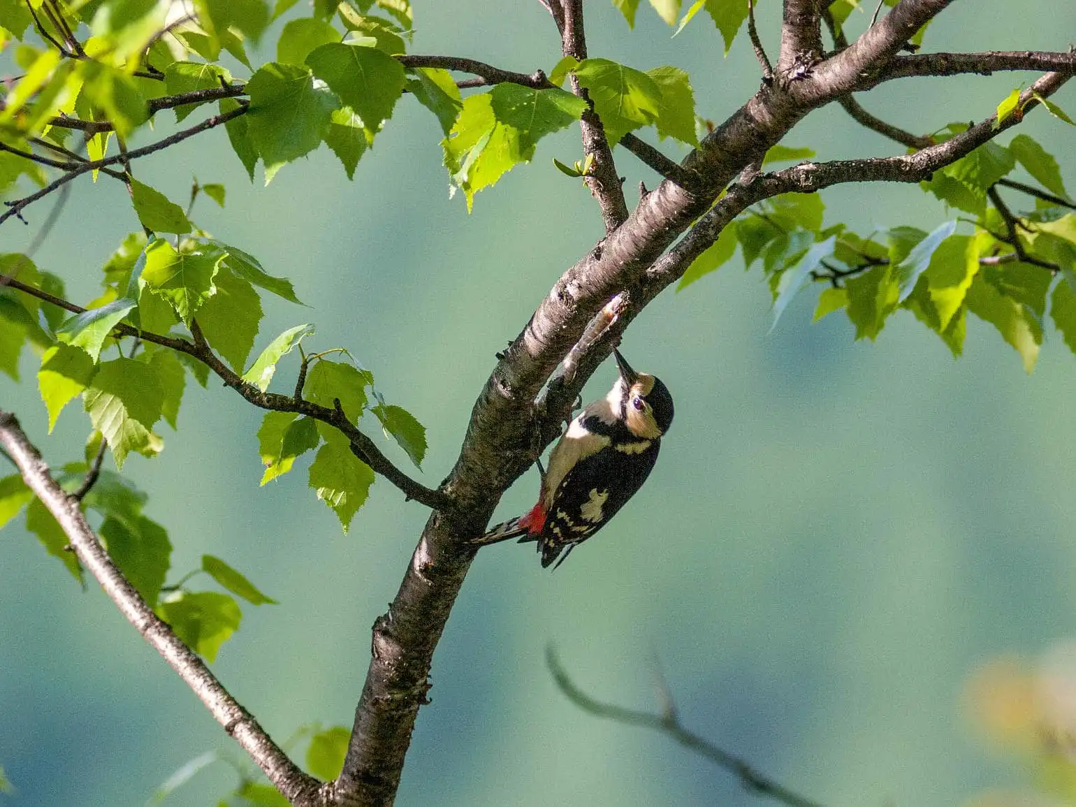 野鳥・新緑の乗鞍高原で撮影したアカゲラの写真画像