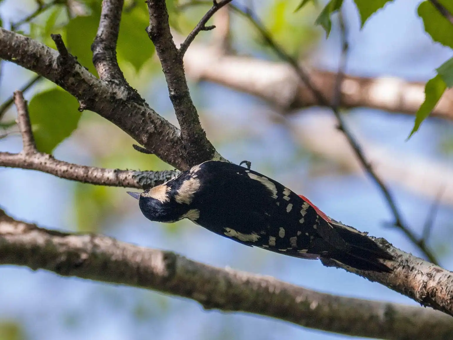 野鳥・新緑の乗鞍高原で撮影したアカゲラの写真画像