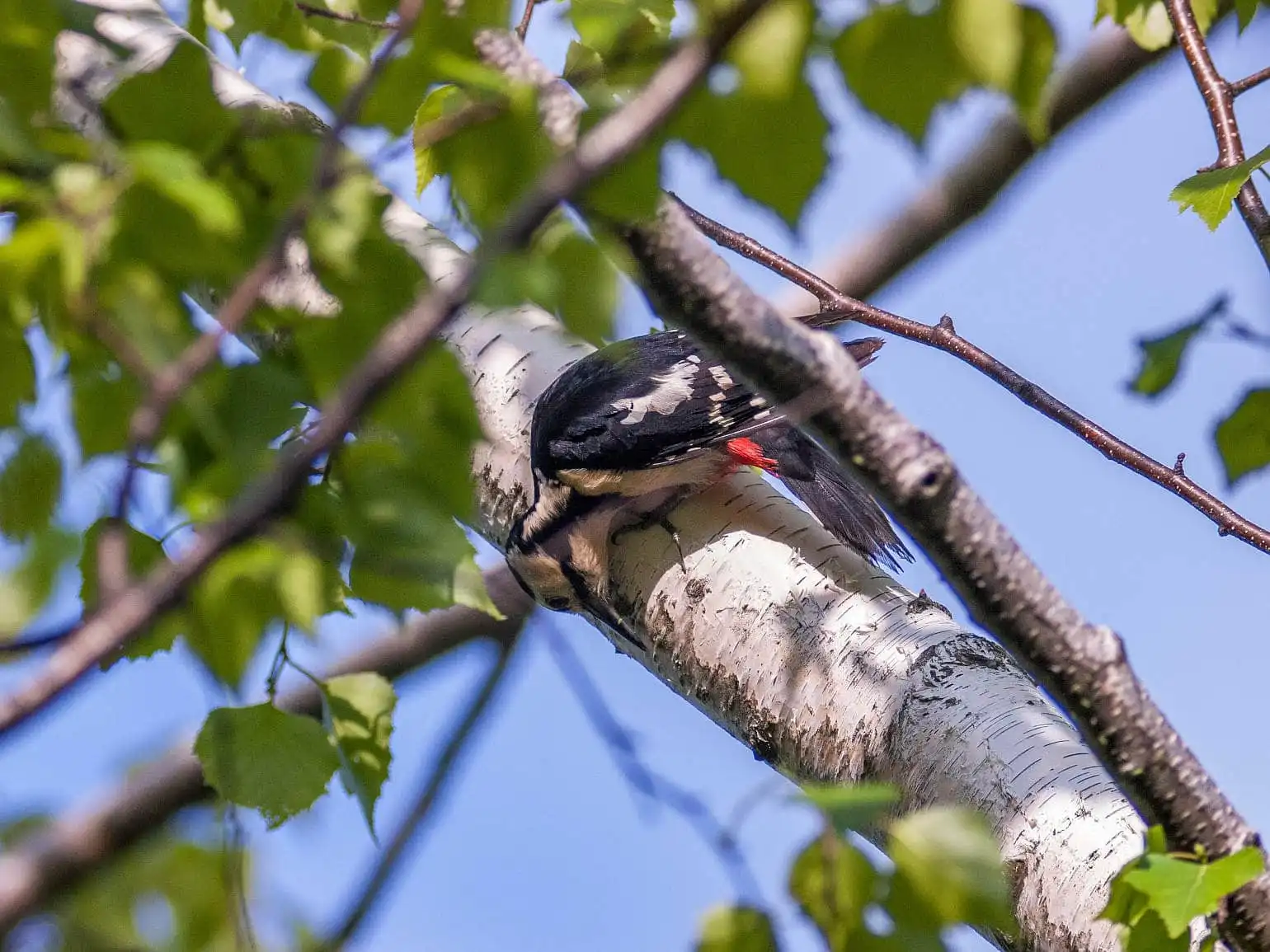 野鳥・新緑の乗鞍高原で撮影したアカゲラの写真画像