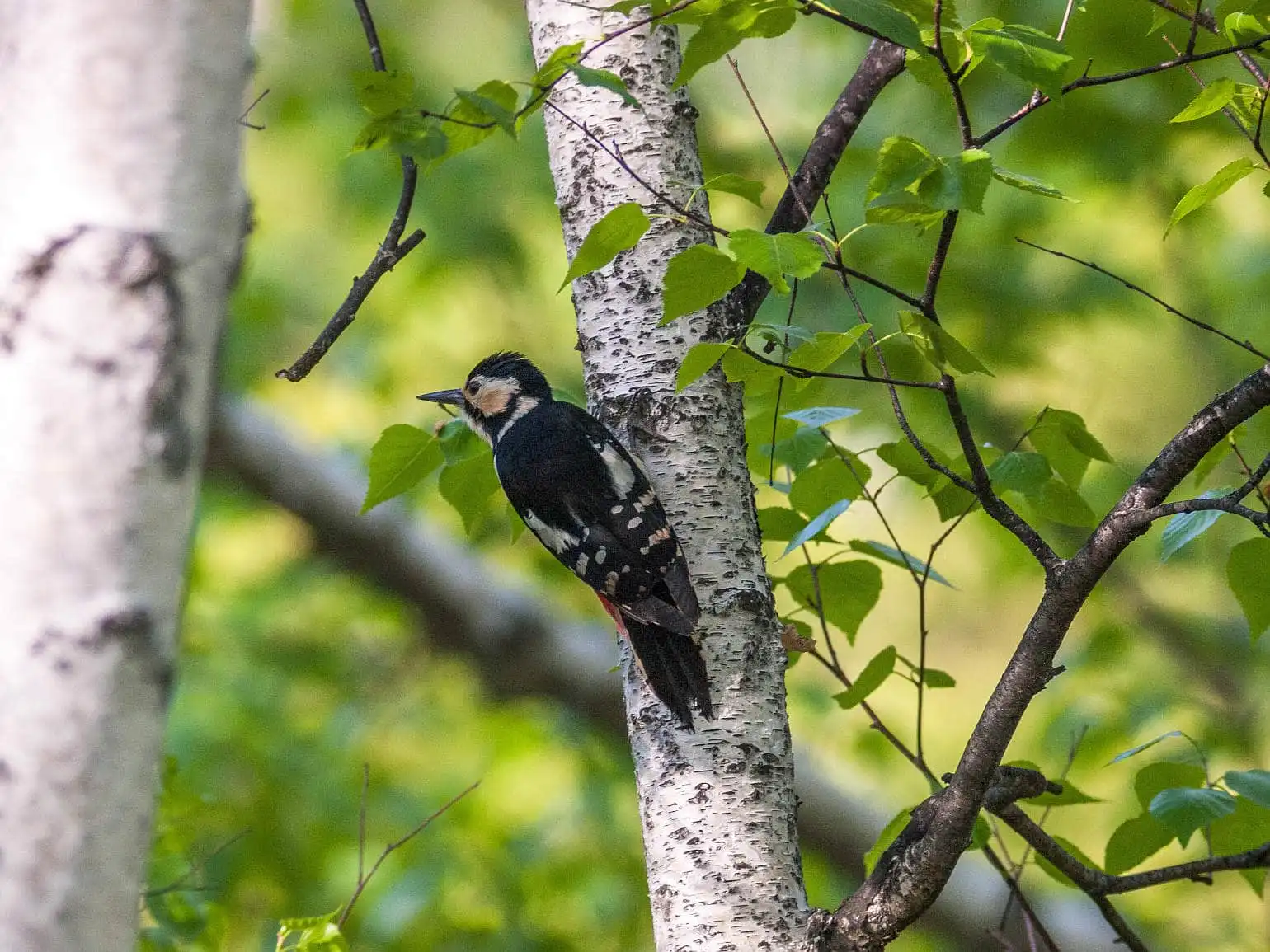 野鳥・新緑の乗鞍高原で撮影したアカゲラの写真画像