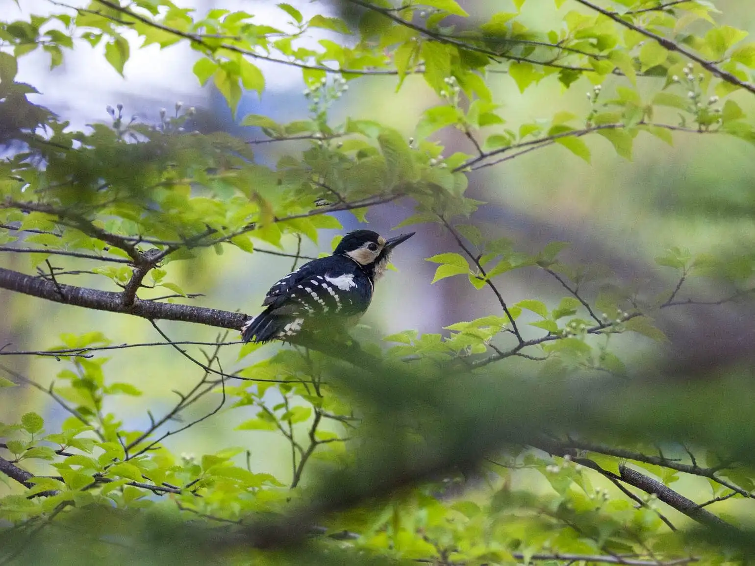 野鳥・新緑の乗鞍高原で撮影したアカゲラの写真画像