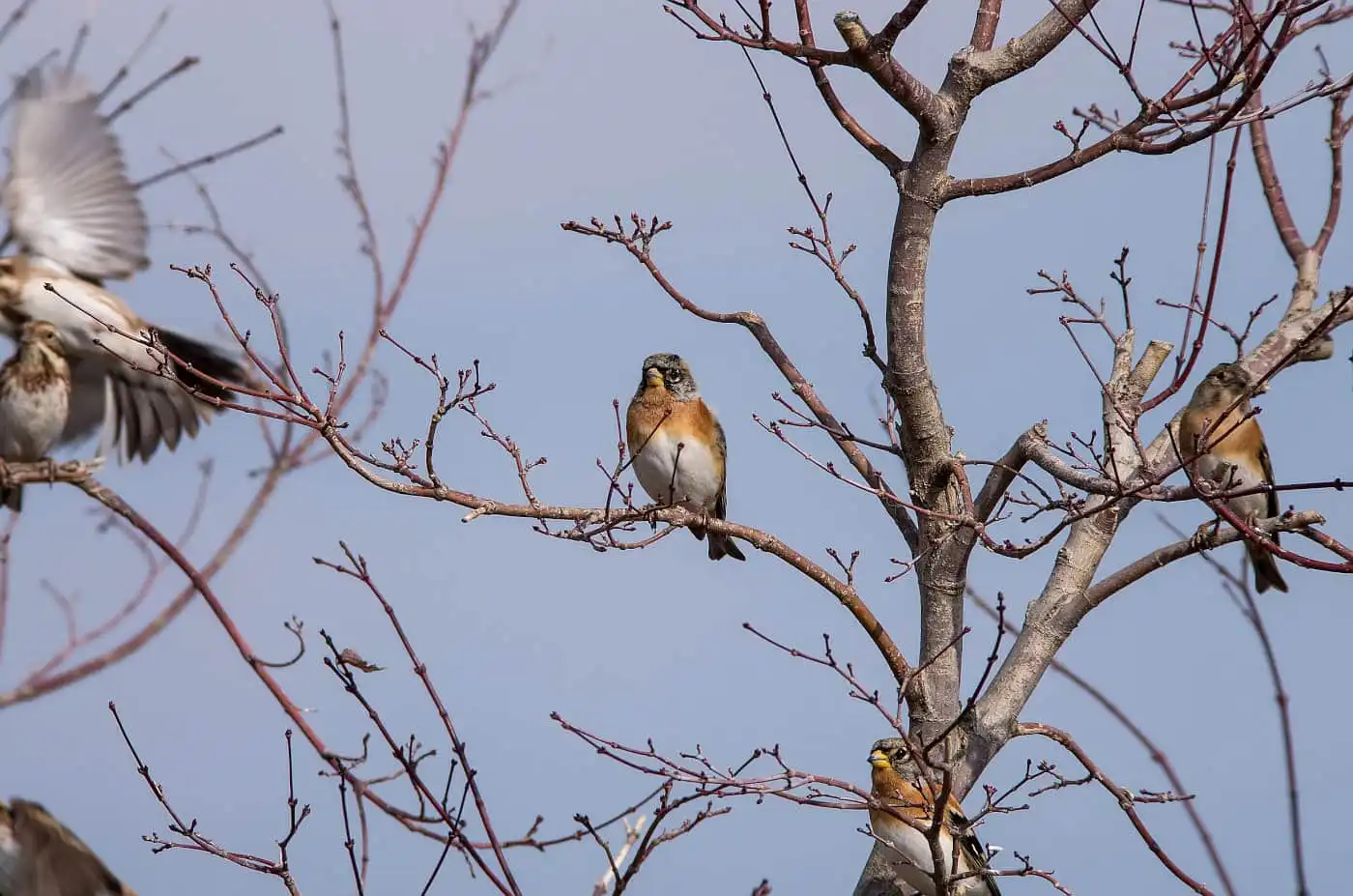 野鳥画像・5月に撮影したアトリの写真