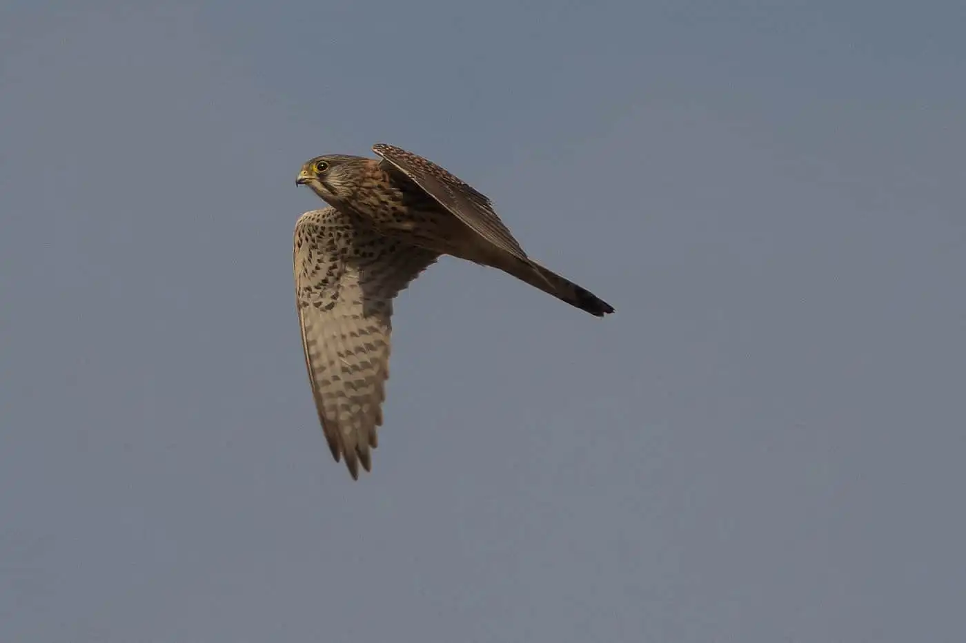 野鳥画像・チョウゲンボウの飛んでいる写真