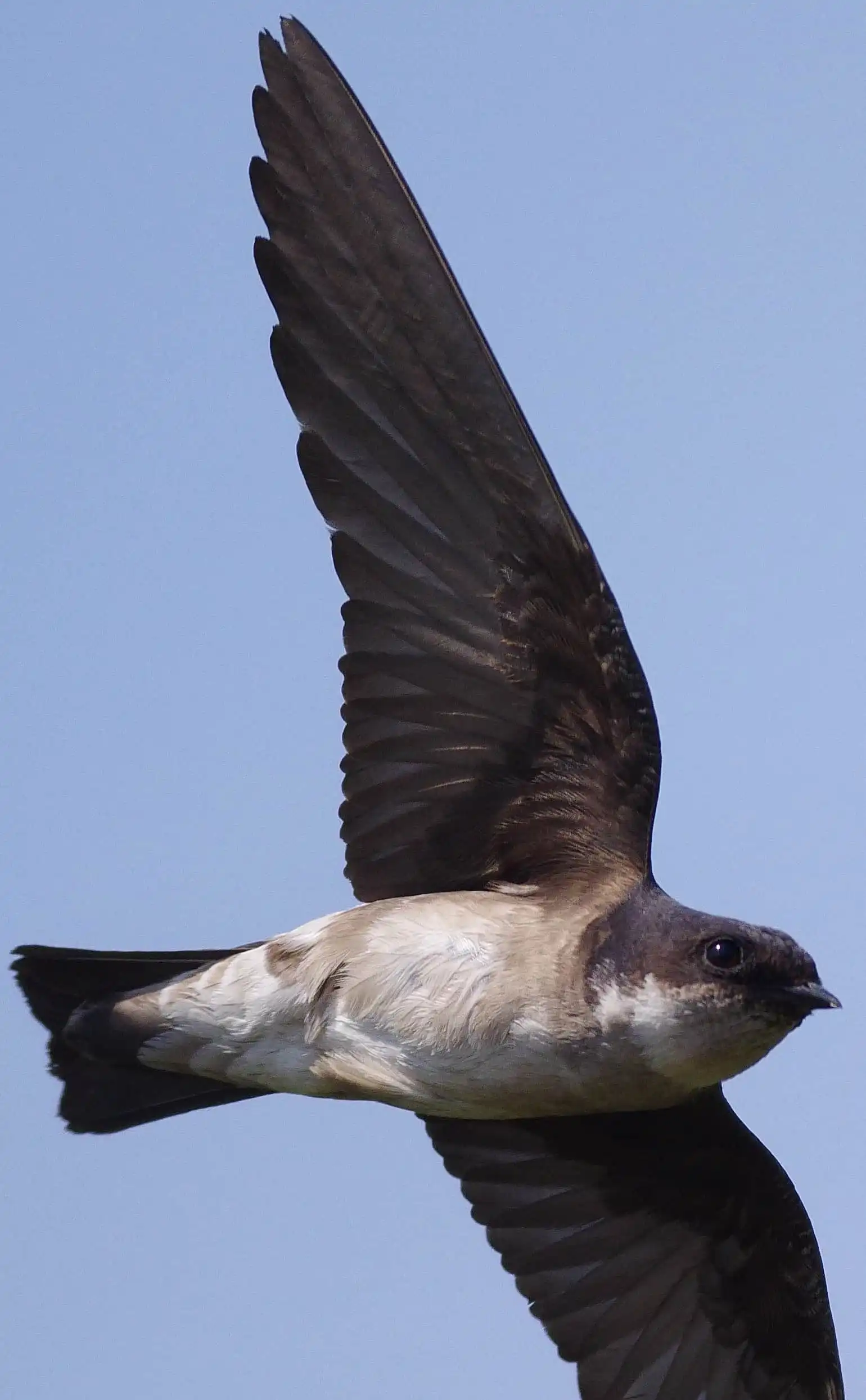 1540×2488ピクセル等倍画像。野鳥・イワツバメの写真画像