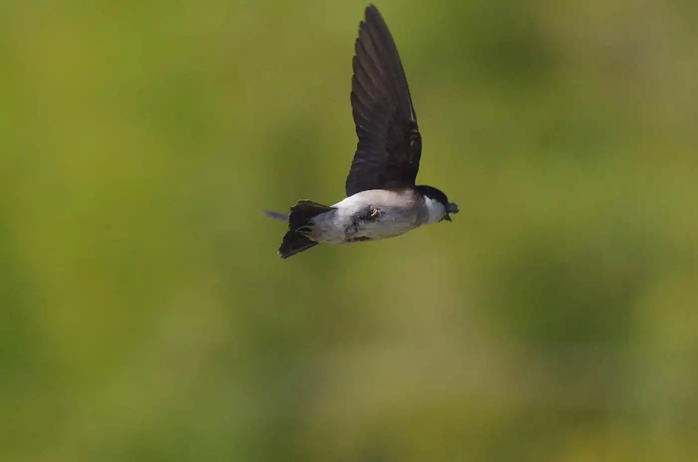飛翔シーン撮影、野鳥・イワツバメの写真画像