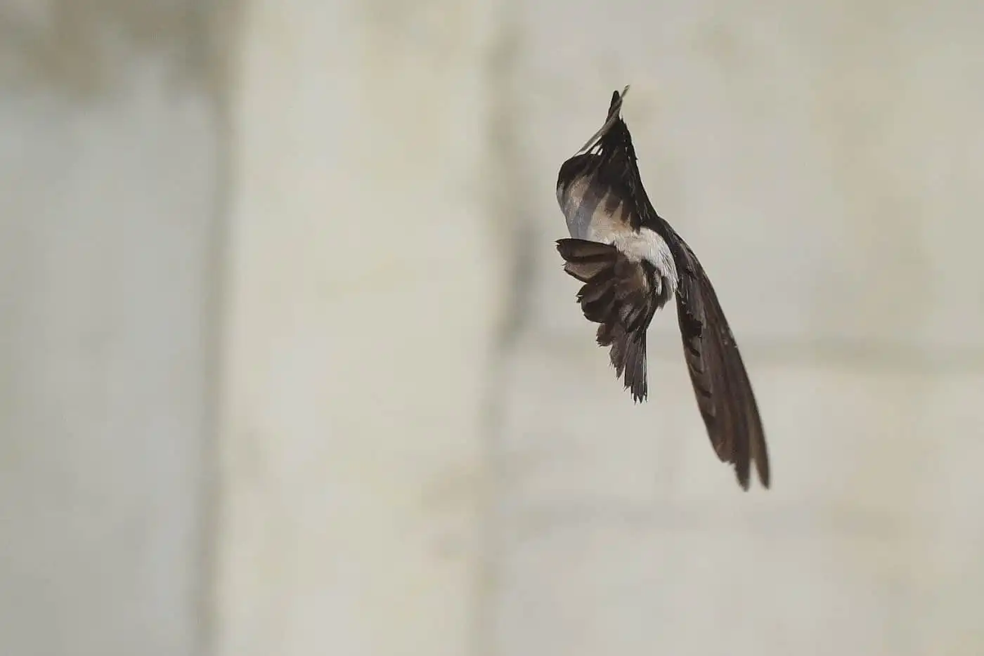飛翔シーン撮影、野鳥・イワツバメの写真画像