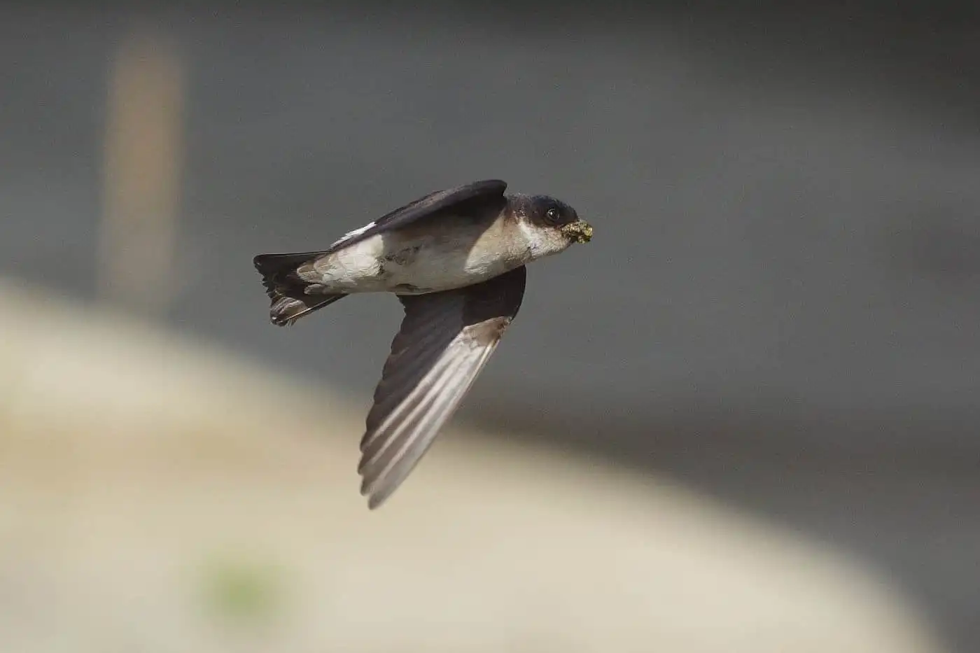 飛翔シーン撮影、野鳥・イワツバメの写真画像