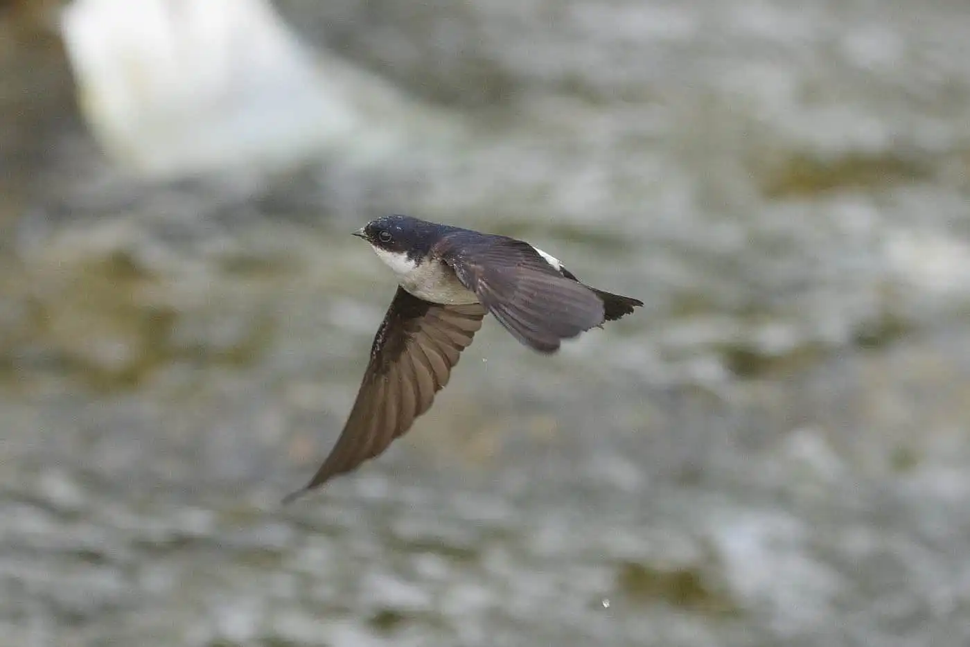 飛翔シーン撮影、野鳥・イワツバメの写真画像