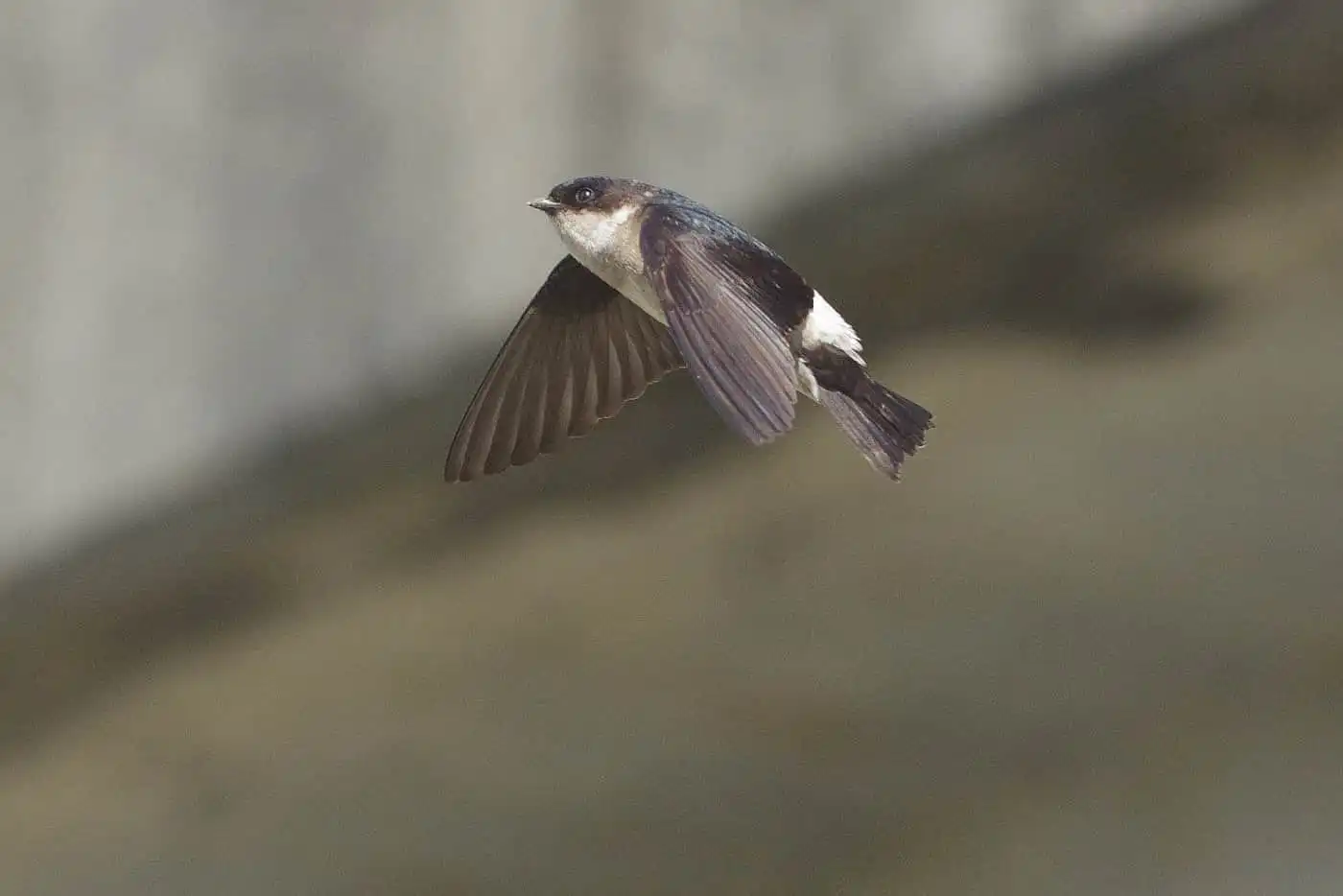 飛翔シーン撮影、野鳥・イワツバメの写真画像