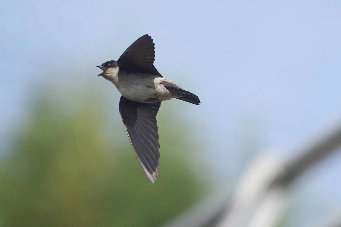 飛翔シーン撮影、野鳥・イワツバメの写真画像