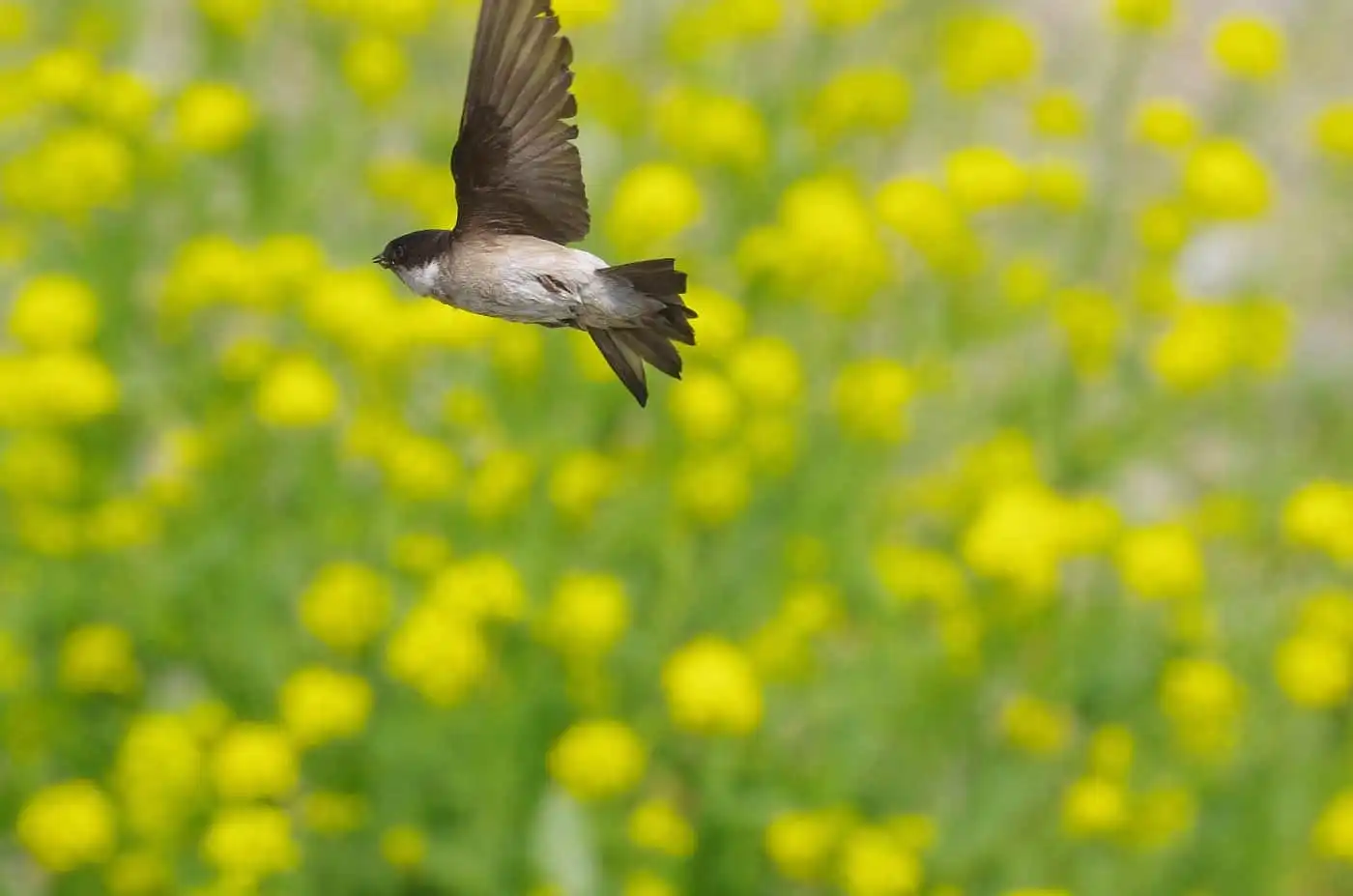 飛翔シーン撮影、背景の菜の花がきれいな、野鳥・イワツバメの写真画像
