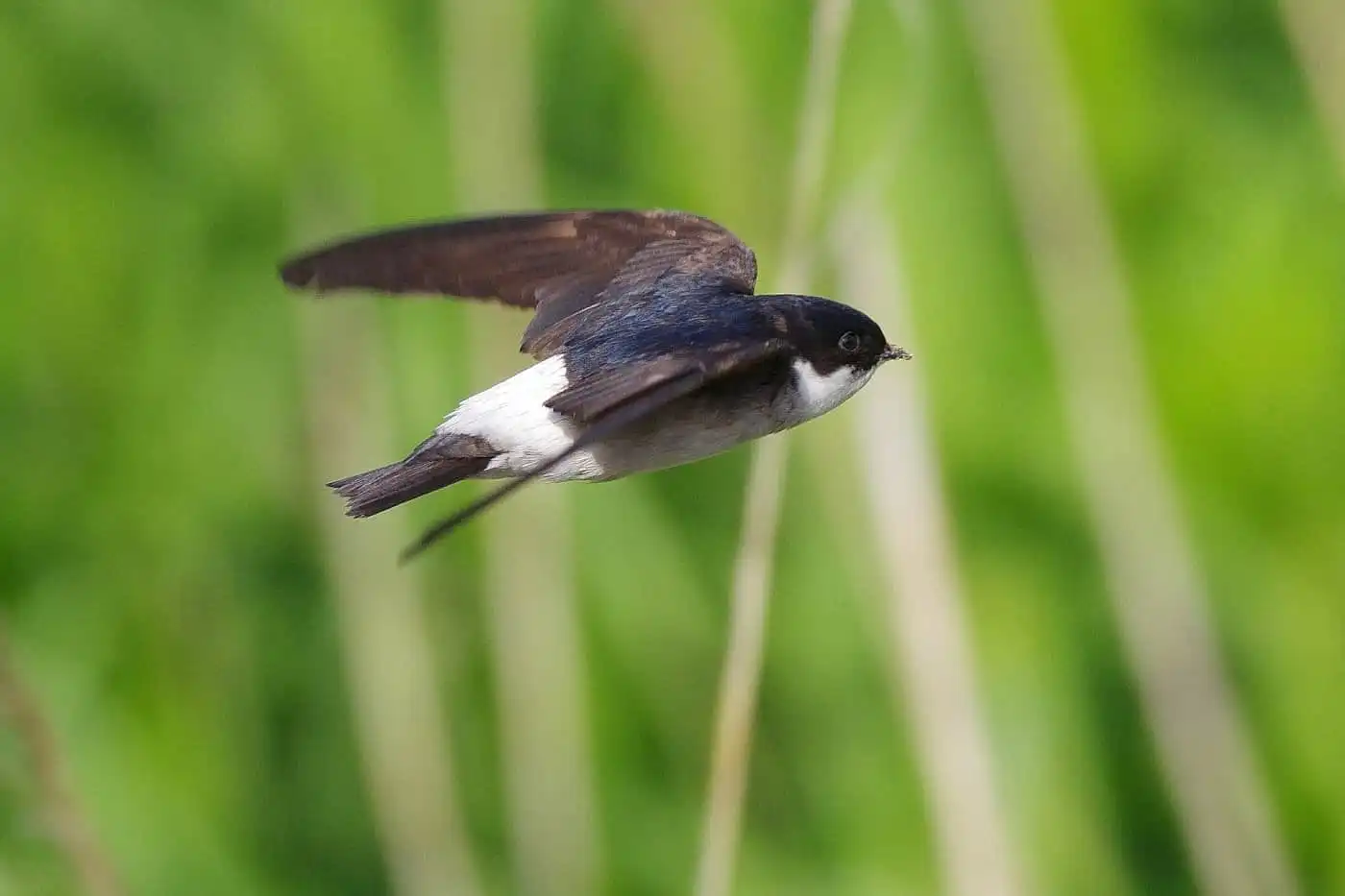 飛翔シーン撮影、野鳥・イワツバメの写真画像