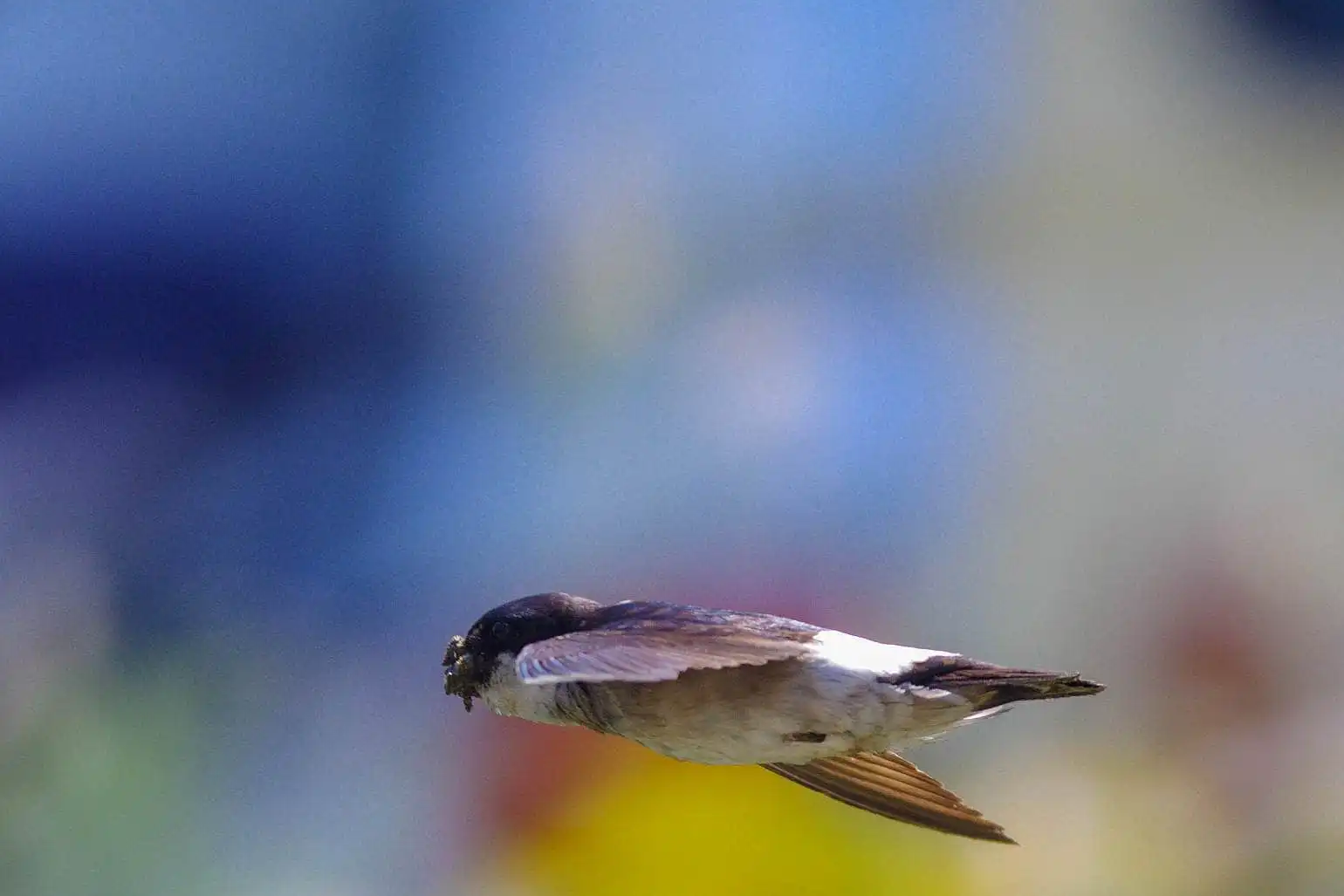 飛翔シーン撮影、野鳥・イワツバメの写真画像