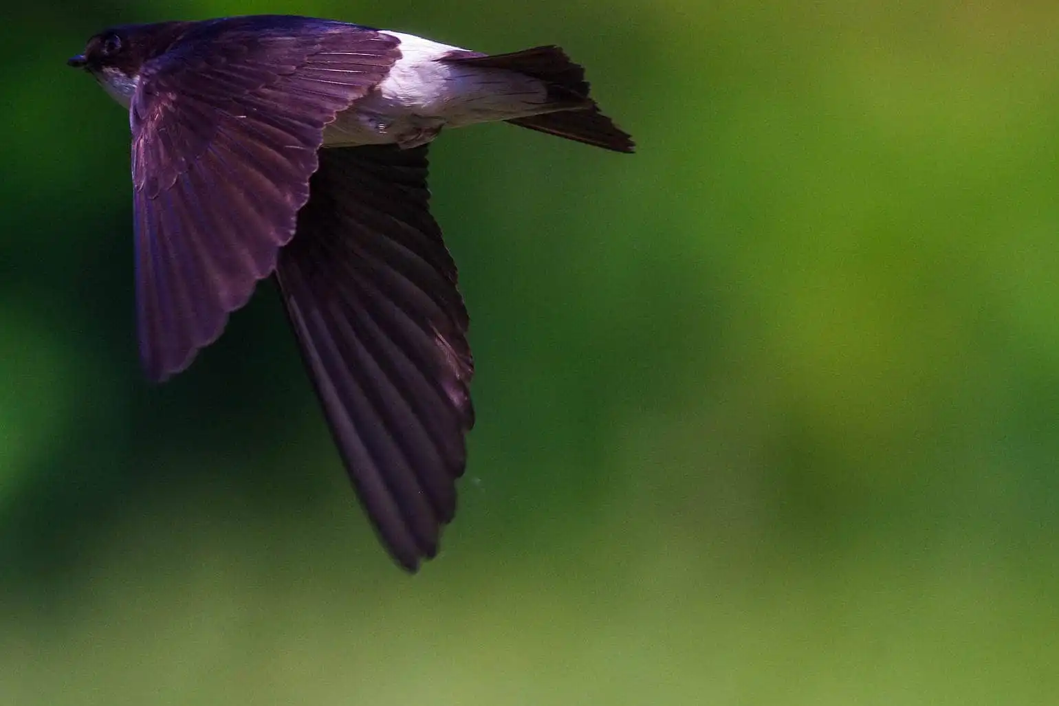 飛翔シーン撮影、野鳥・イワツバメの写真画像