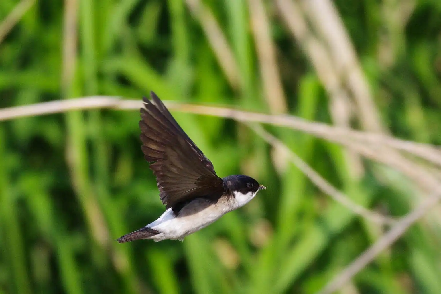 飛翔シーン撮影、野鳥・イワツバメの写真画像