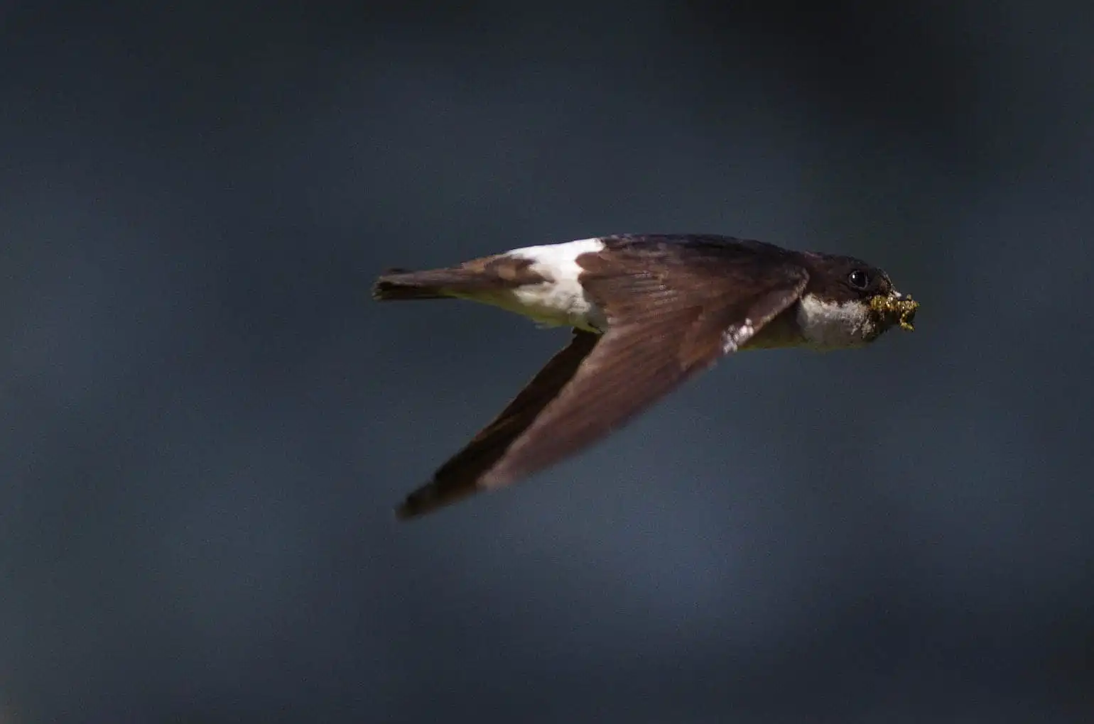 飛翔シーン撮影、野鳥・イワツバメの写真画像