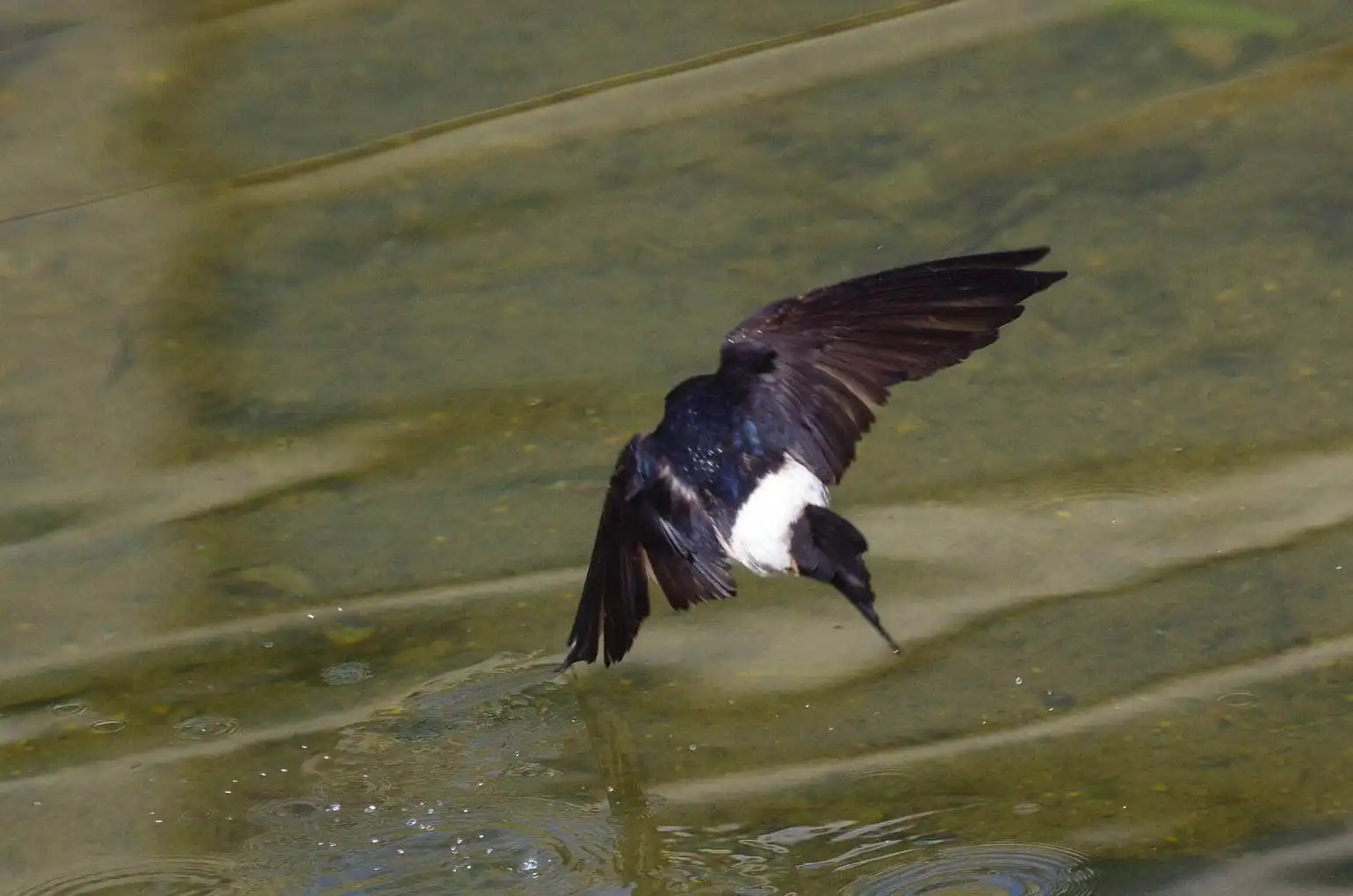 飛翔シーン撮影、水を飲みに来た、野鳥・イワツバメの写真画像