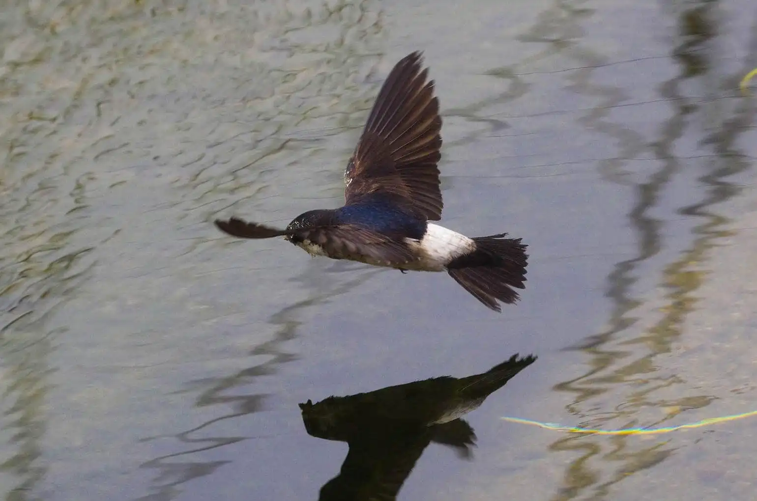 飛翔シーン撮影、水を飲みに来た、野鳥・イワツバメの写真画像