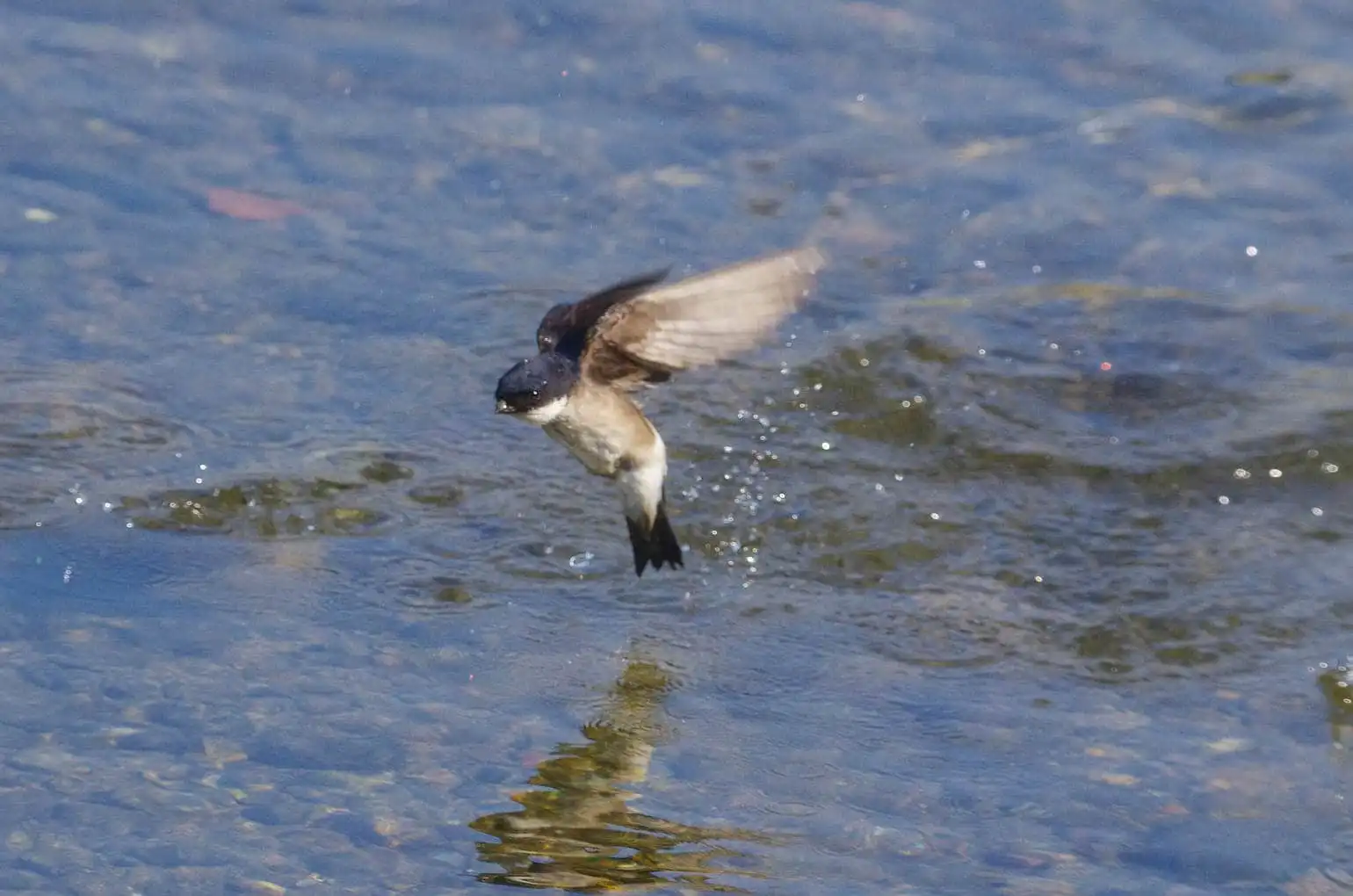 飛翔シーン撮影、水を飲みに来た、野鳥・イワツバメの写真画像